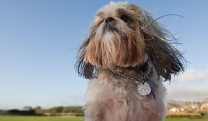 Is your ‘Best Friend’ ready for Crufts?