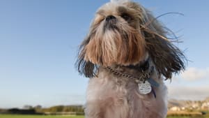 Is your ‘Best Friend’ ready for Crufts?