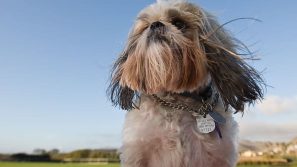 Is your ‘Best Friend’ ready for Crufts?